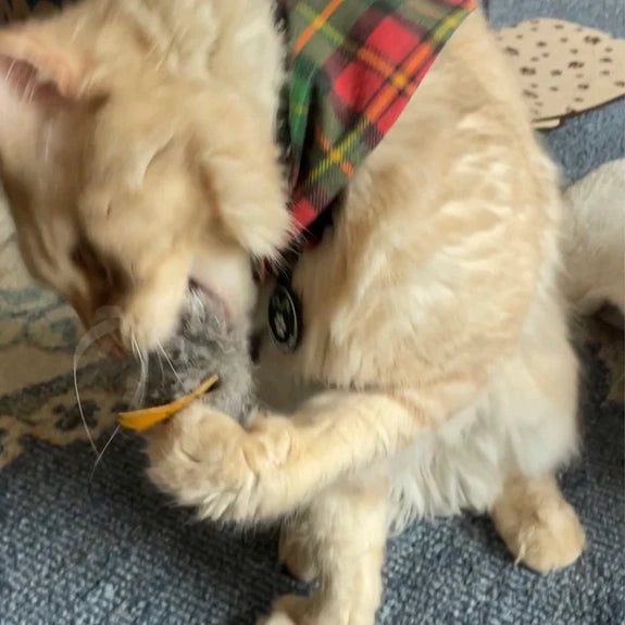 Harry - Kitty Cat Mouse