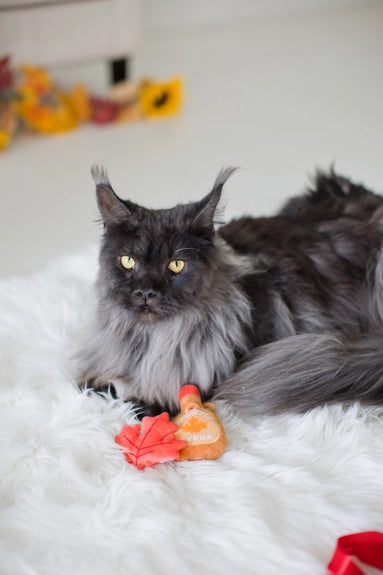 Maple Leaf & Syrup Cat Toys – Totally Meow